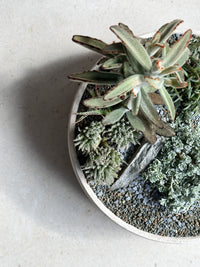 Bella Succulent Bowl