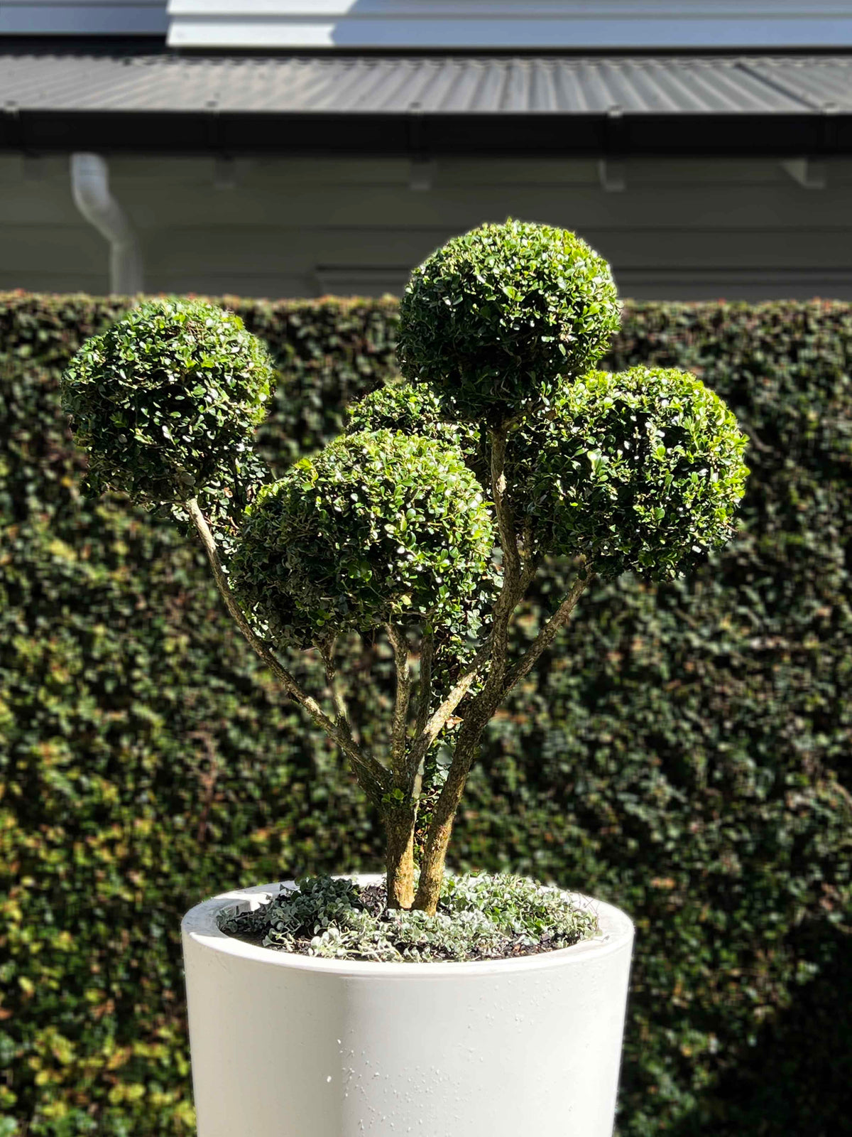 Buxus Cloud tree