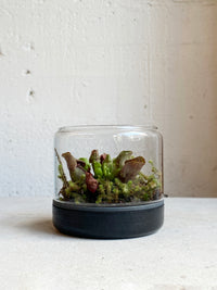 Carnivore Terrarium