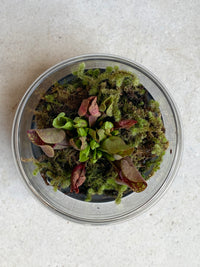 Carnivore Terrarium