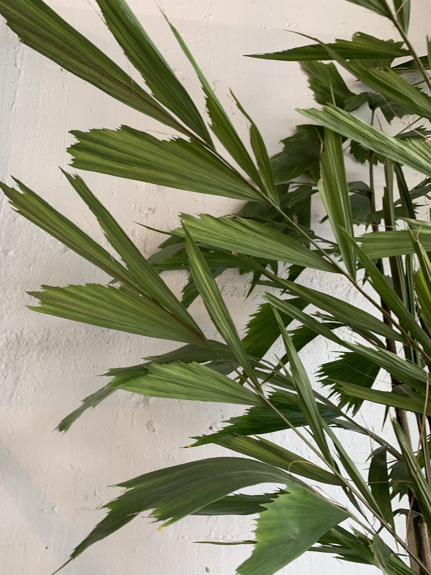 Caryota 'fishtail palm'