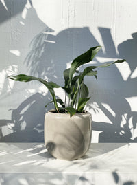 Aspidistra (Cast Iron Plant)