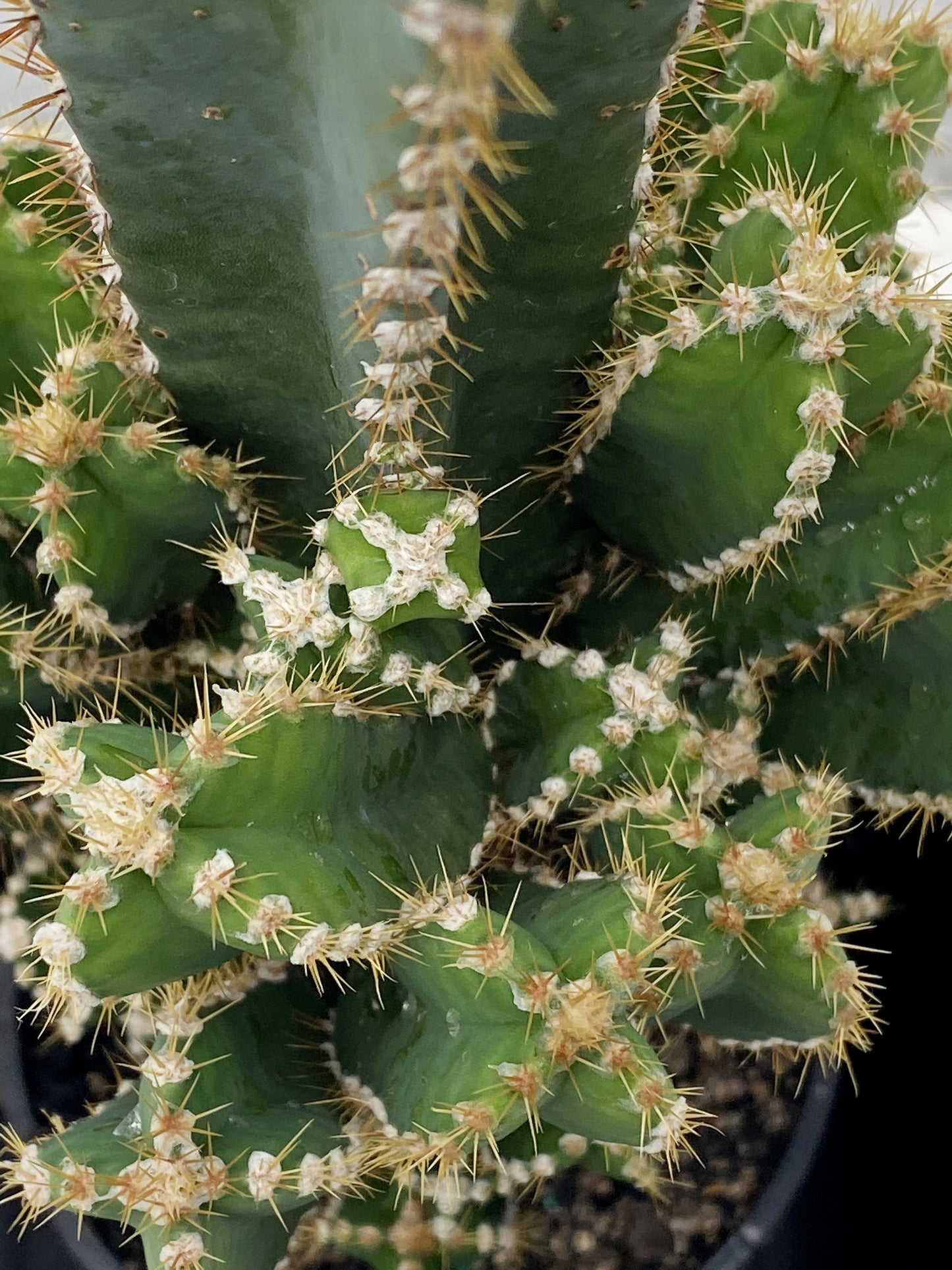 Cereus tetragonus 'Castle Cactus'