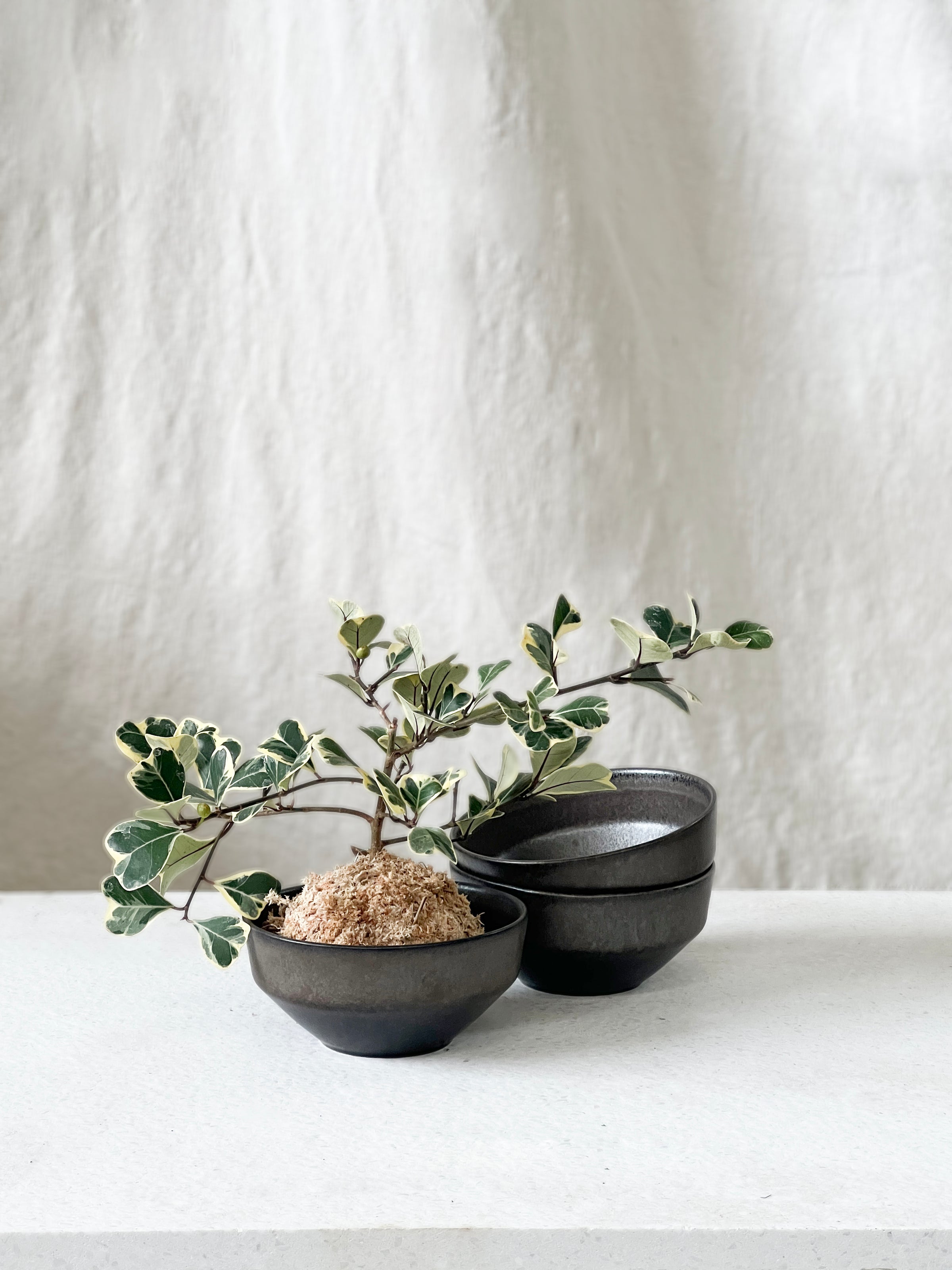 Ceto bowl