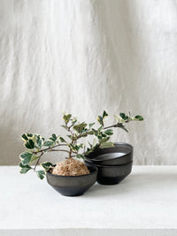Ficus deltoidea variegated kokedama