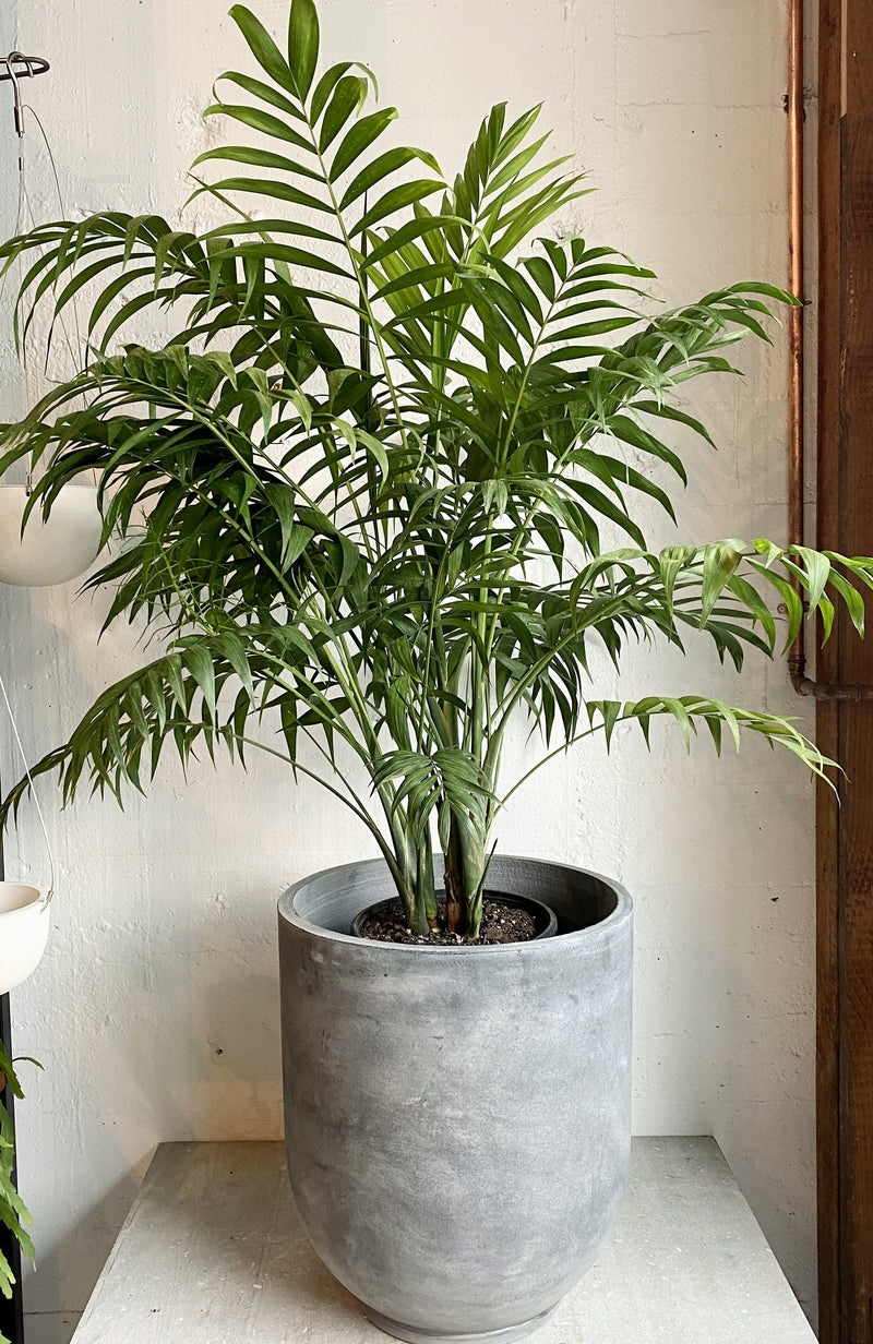 parlor palm nz Chamaedorea elegans (Parlour Palm) – Babylon Store