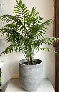 Chamaedorea elegans (Parlor Palm)