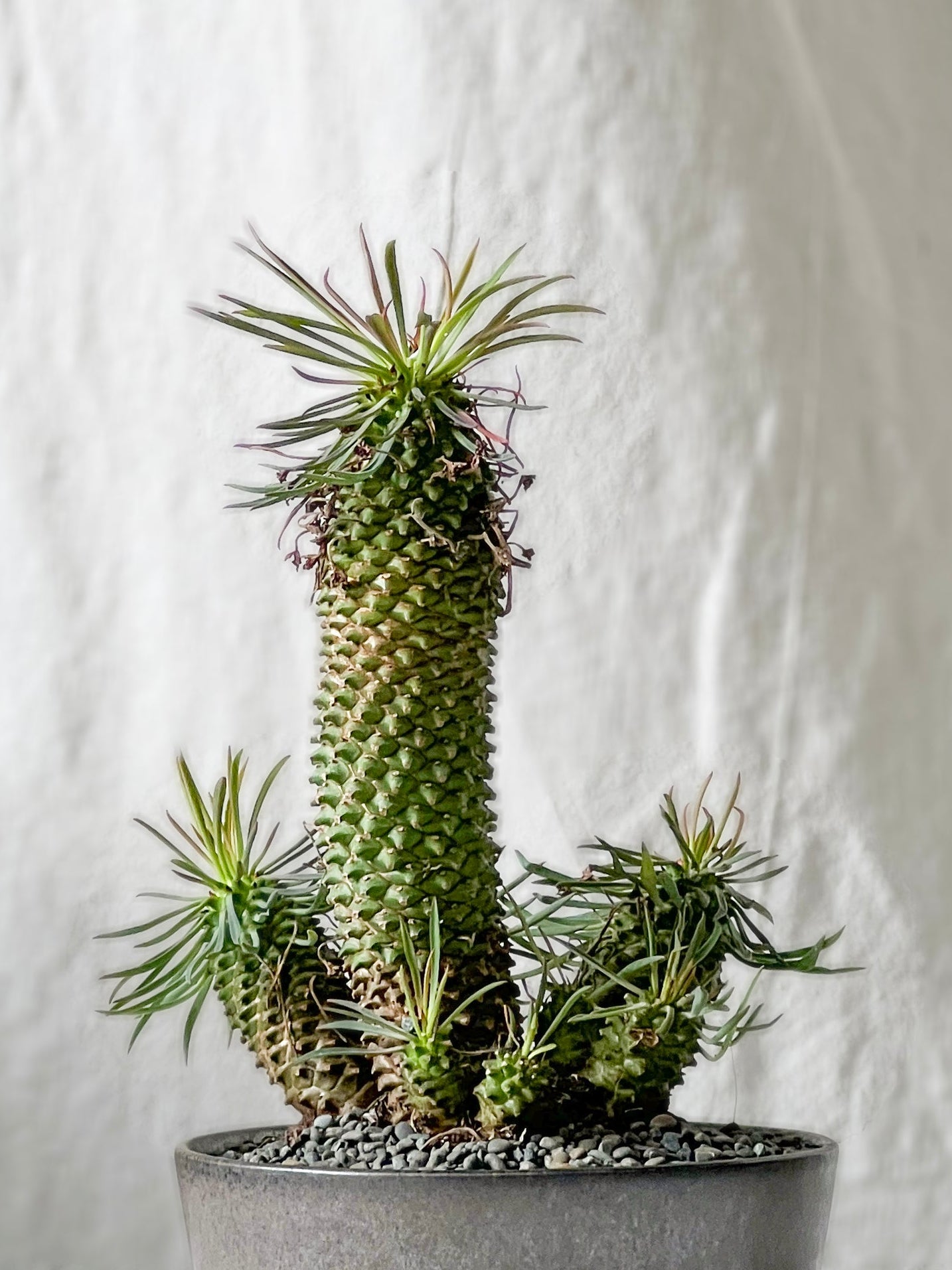 Euphorbia clandestine
