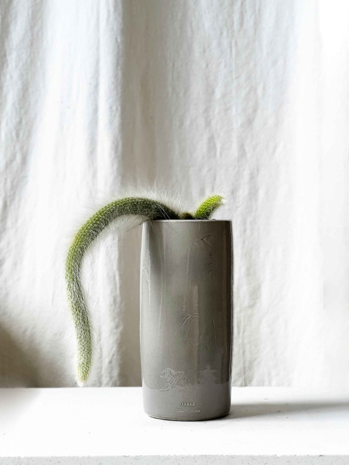 Cleistocactus winteri colademononis - Monkey Tail