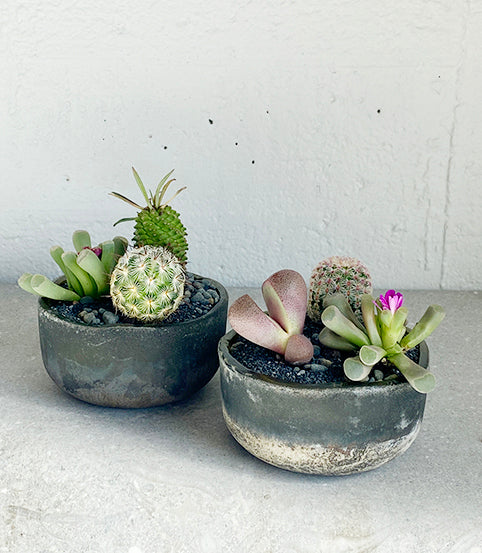 succulent pots nz Succulent Bowl Workshop – Babylon Store