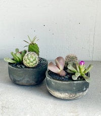 Succulent Bowl Workshop