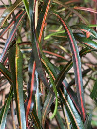 Croton 'lauren's rainbow'