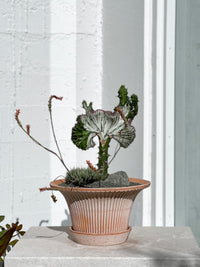 Euphorbia lactea grafted
