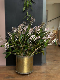 Orchid species