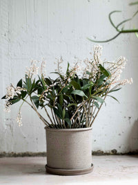 Dendrobium - rock orchids