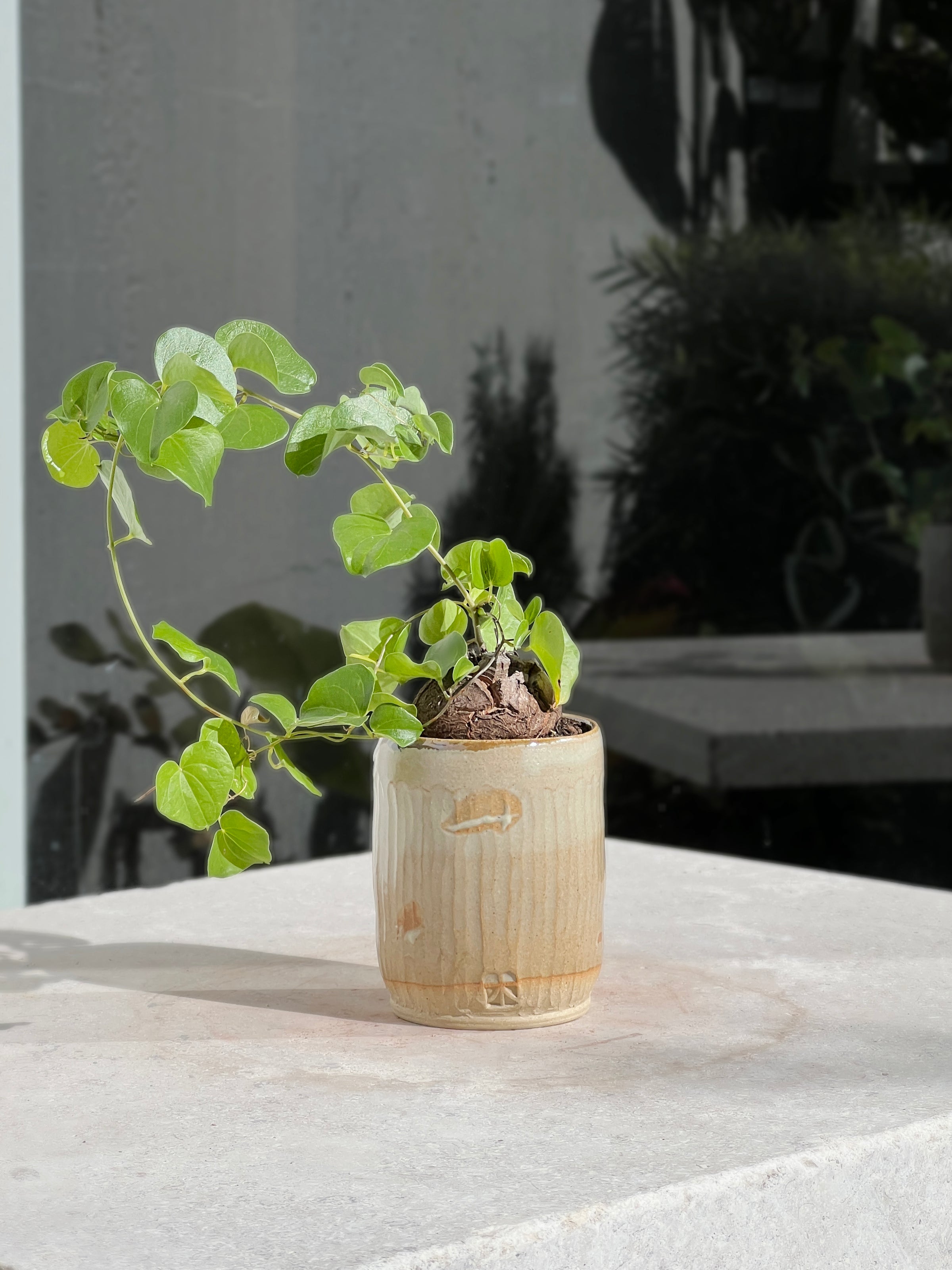Dioscorea elephantipes