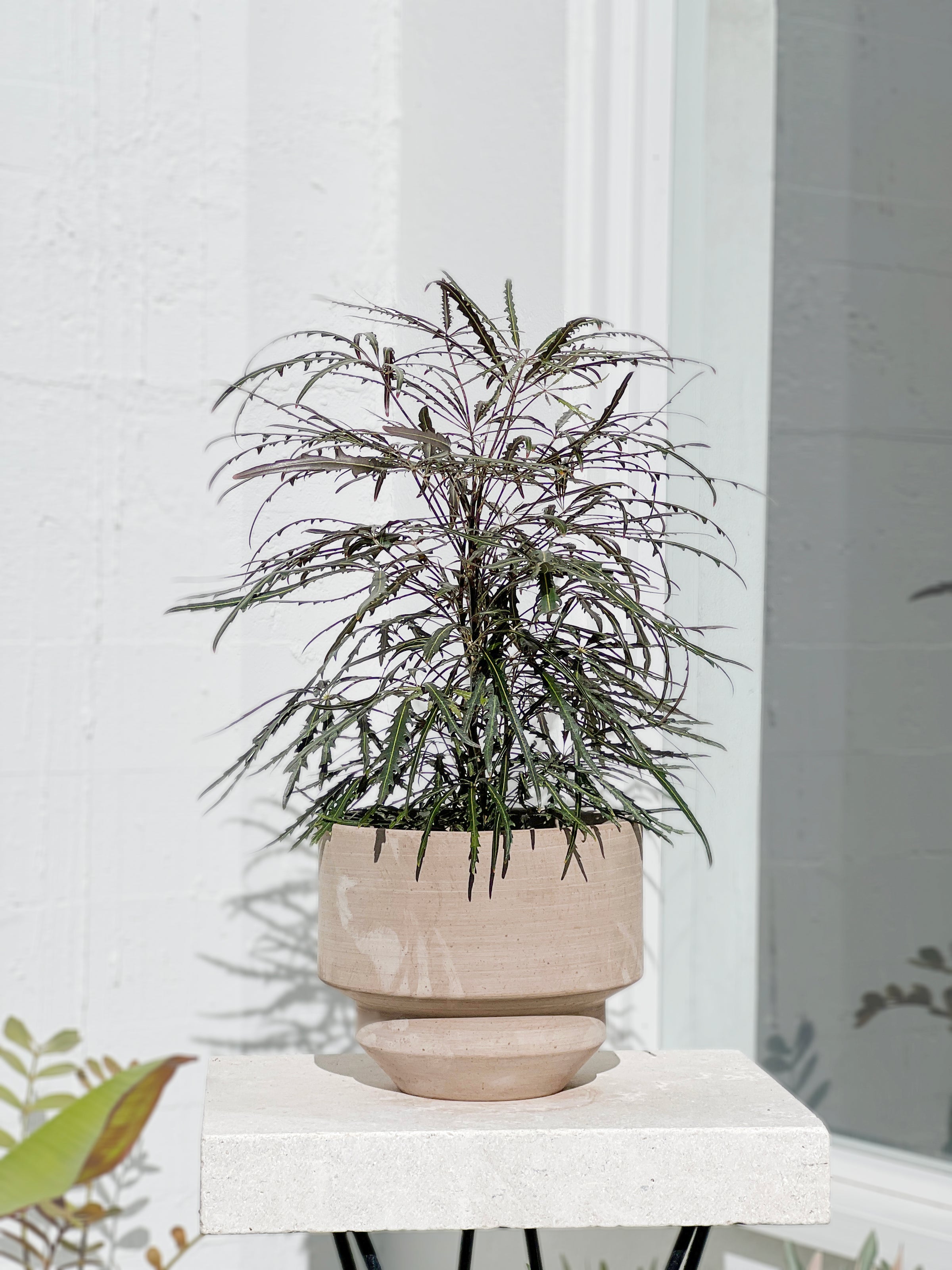 Dizygotheca elegantissima