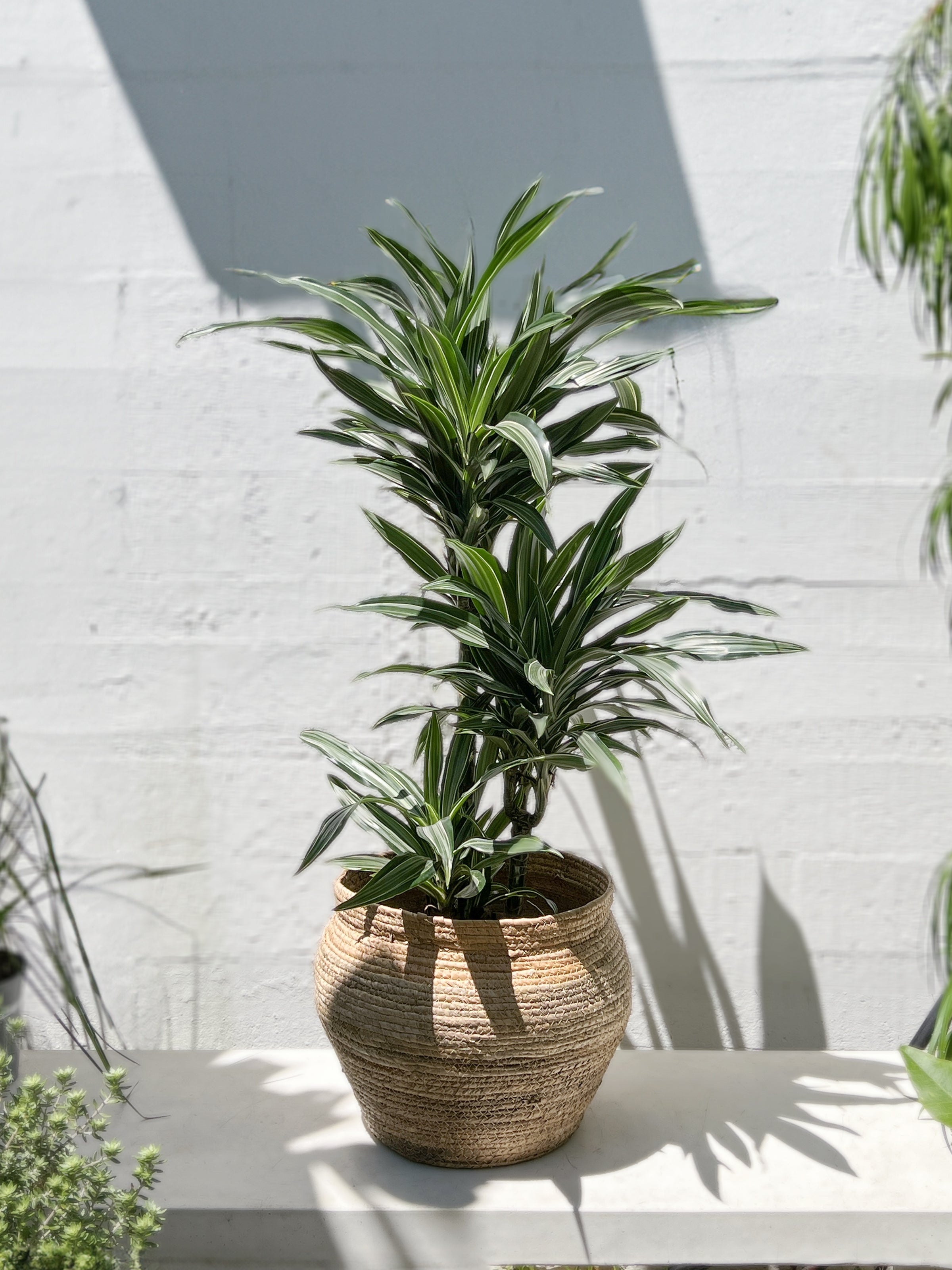 dracaena ulysses Dracaena Ulysses – Babylon Store