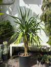 Dracaena 'Draco'