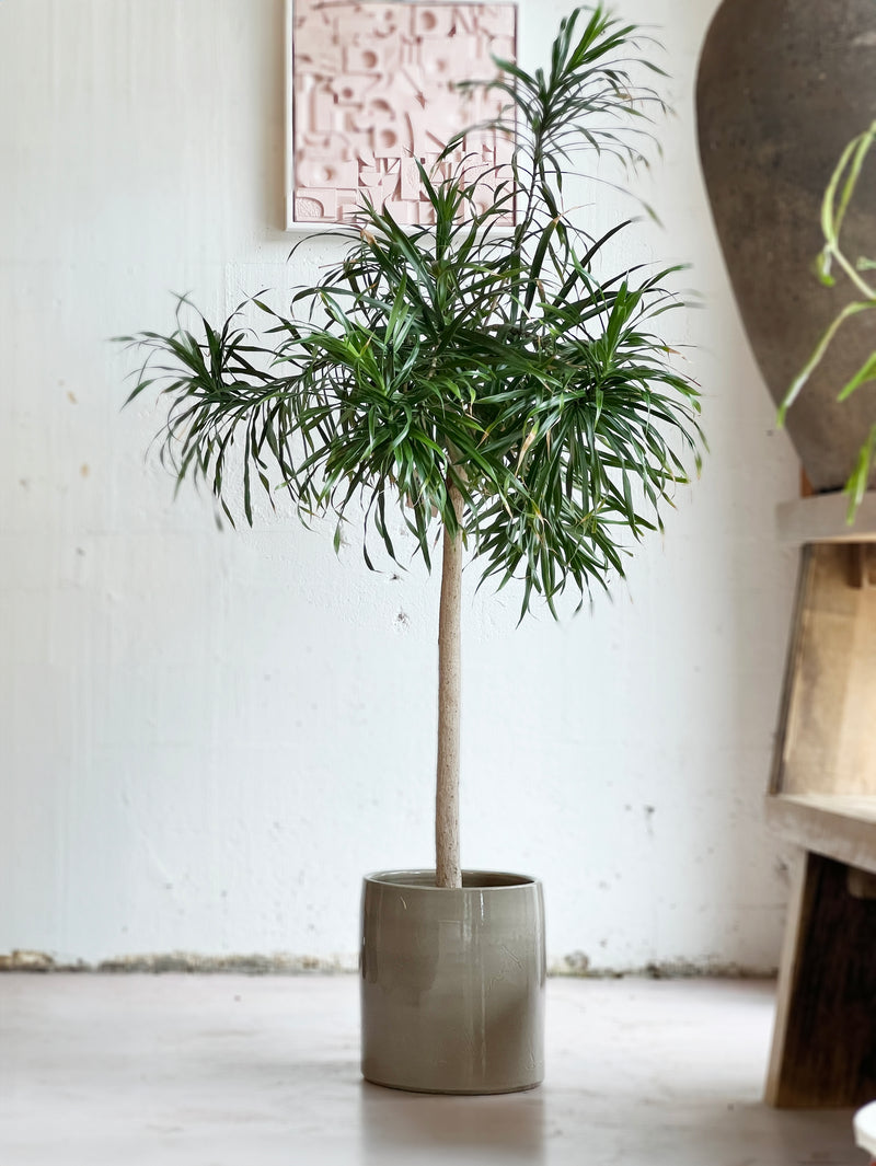 dracaena anita tree Dracaena 'Anita' – Babylon Store