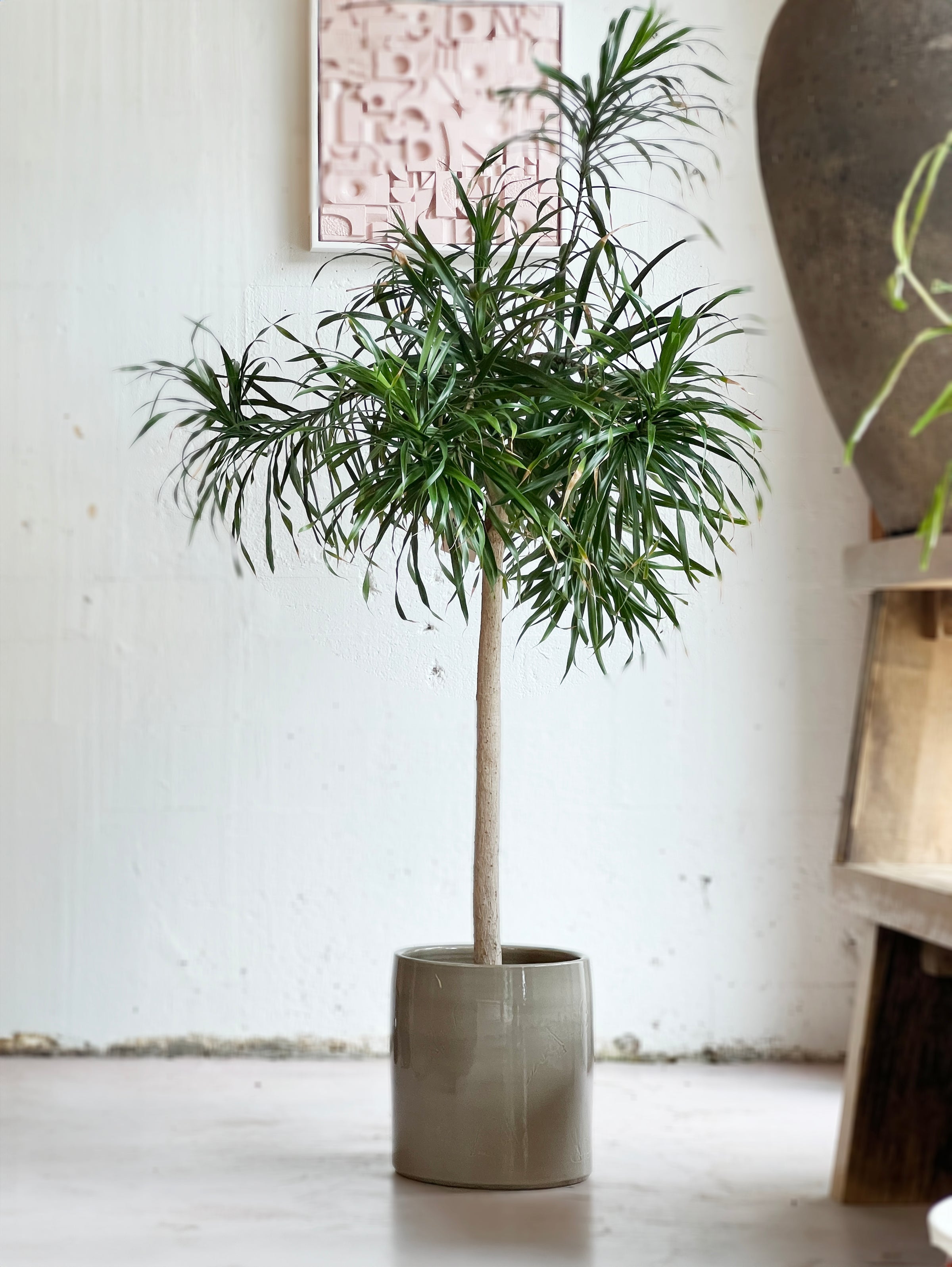 Dracaena 'Anita'