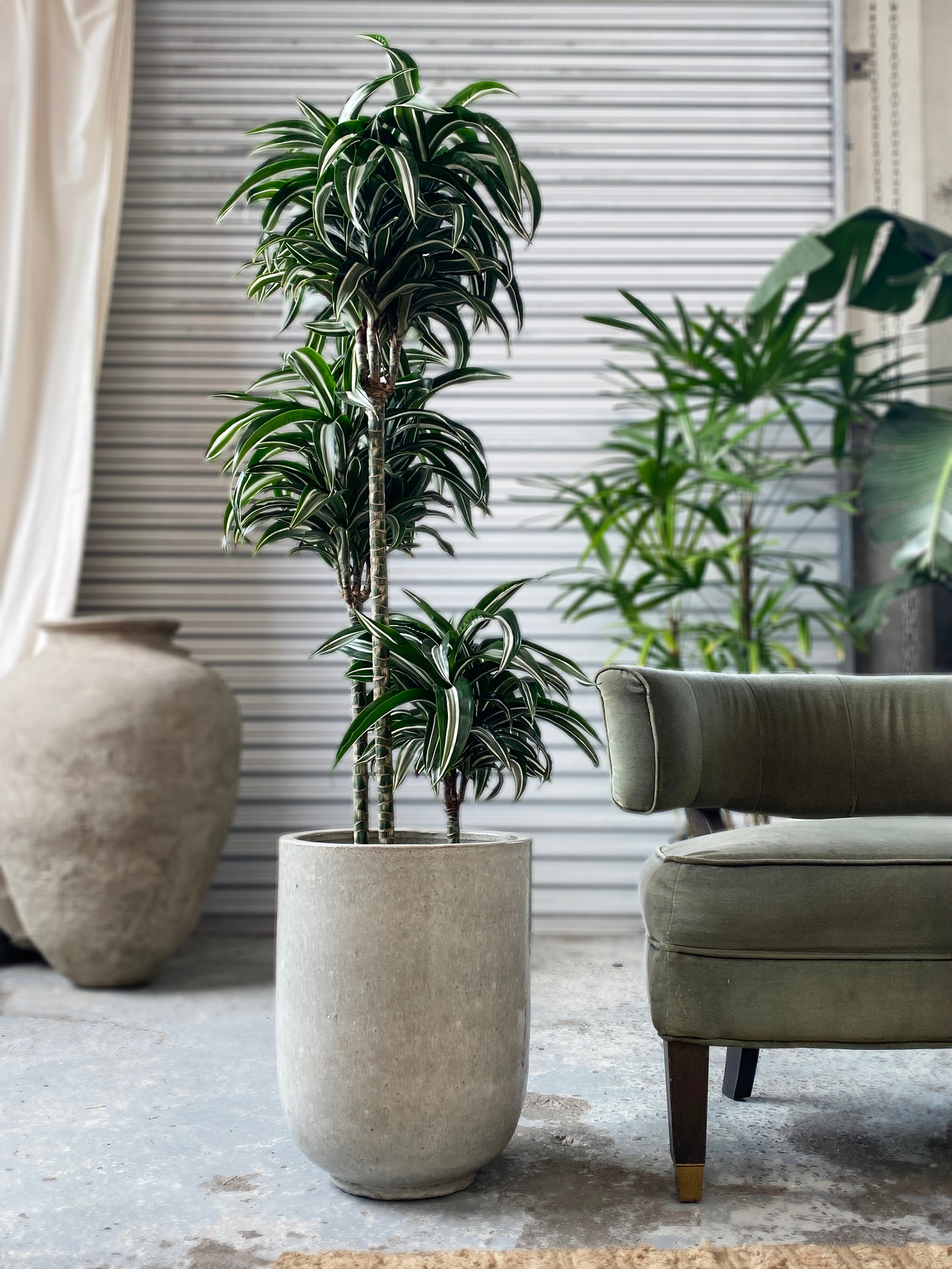 dracena jade jewel plant Dracaena jade jewel – Babylon Store