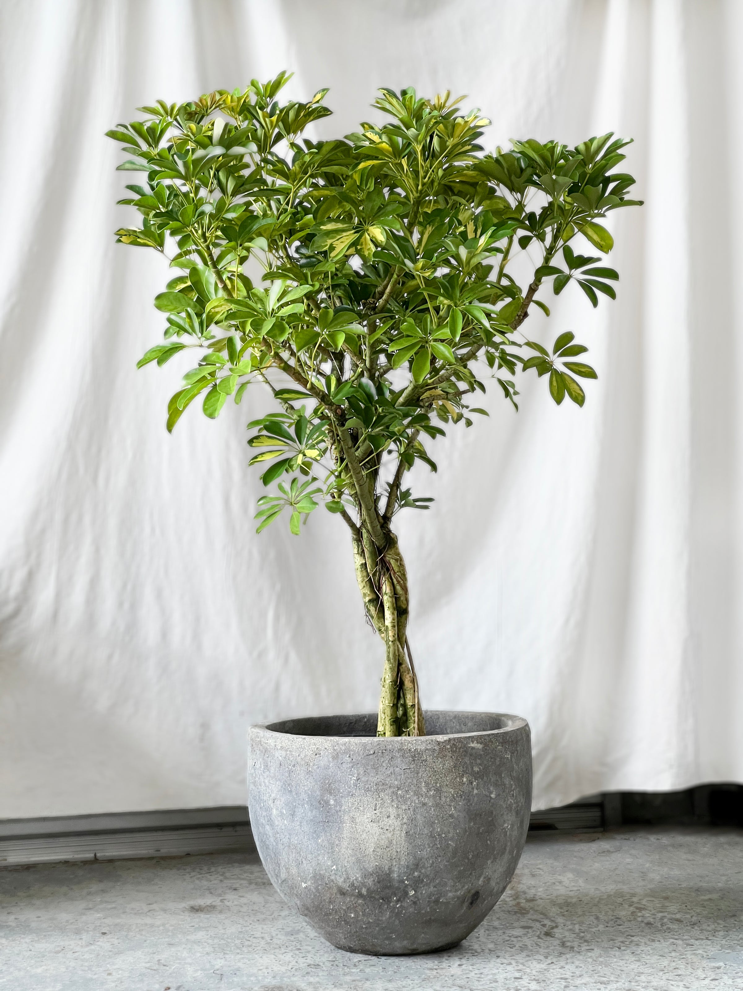 Schefflera Arboricola - Umbrella Plant