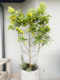 Espaliered Lime Cocktail