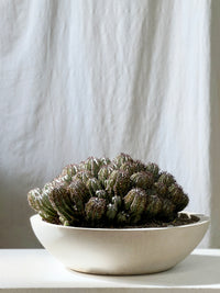 Euphorbia 'Green Ice' Massive specimen