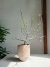 Euphorbia kamponii