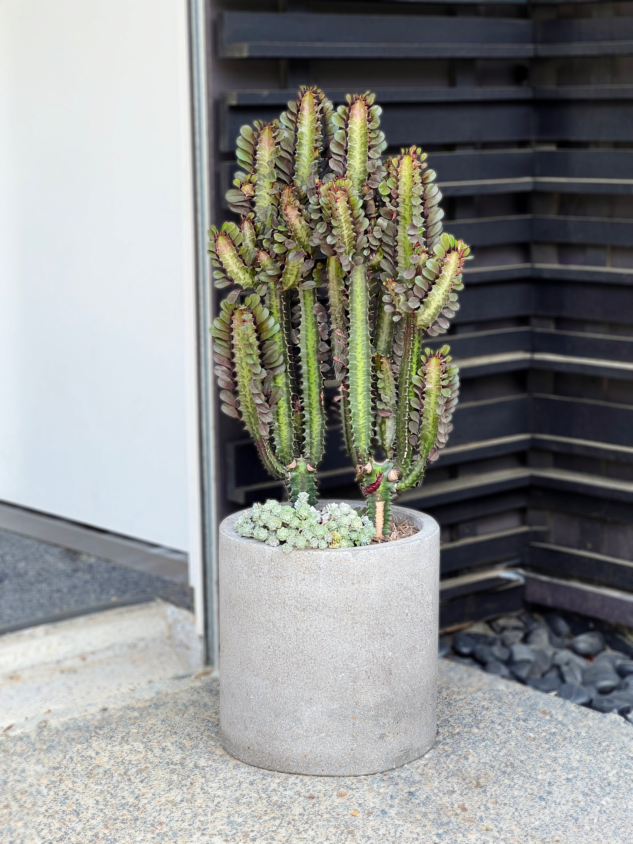 Euphorbia trigona purpurea