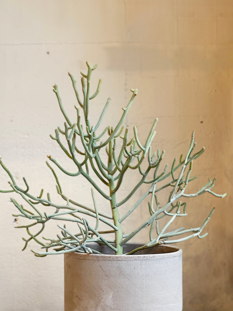 Euphorbia kamponii