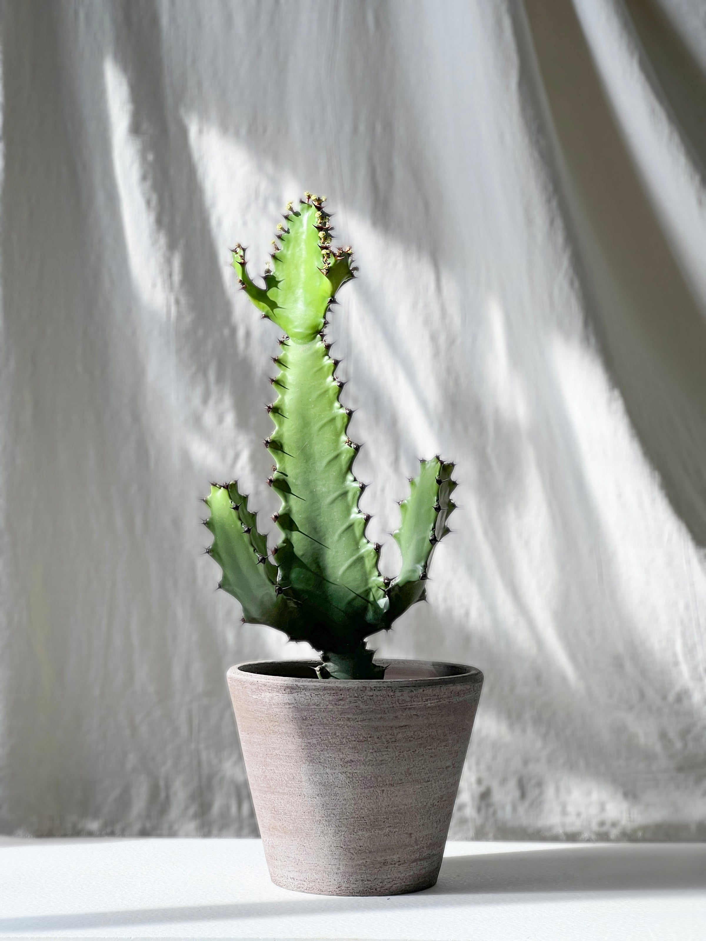 Euphorbia antiquorum