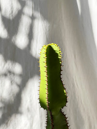 Euphorbia cooperi
