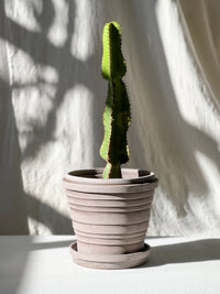 Euphorbia cooperi