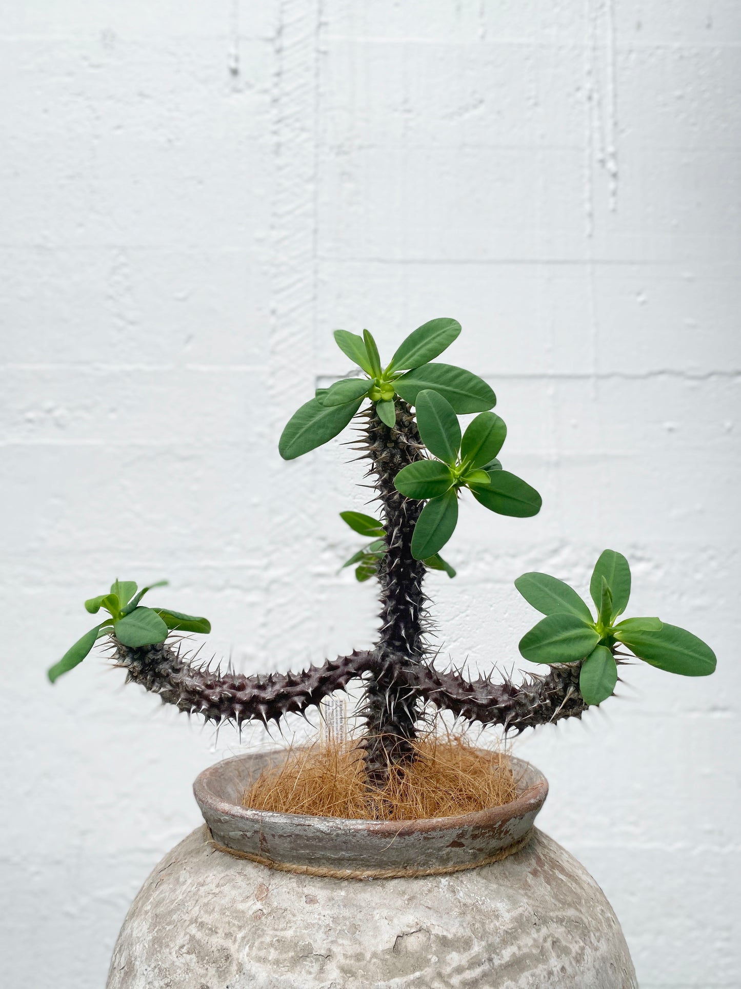 Euphorbia 'Duranii'