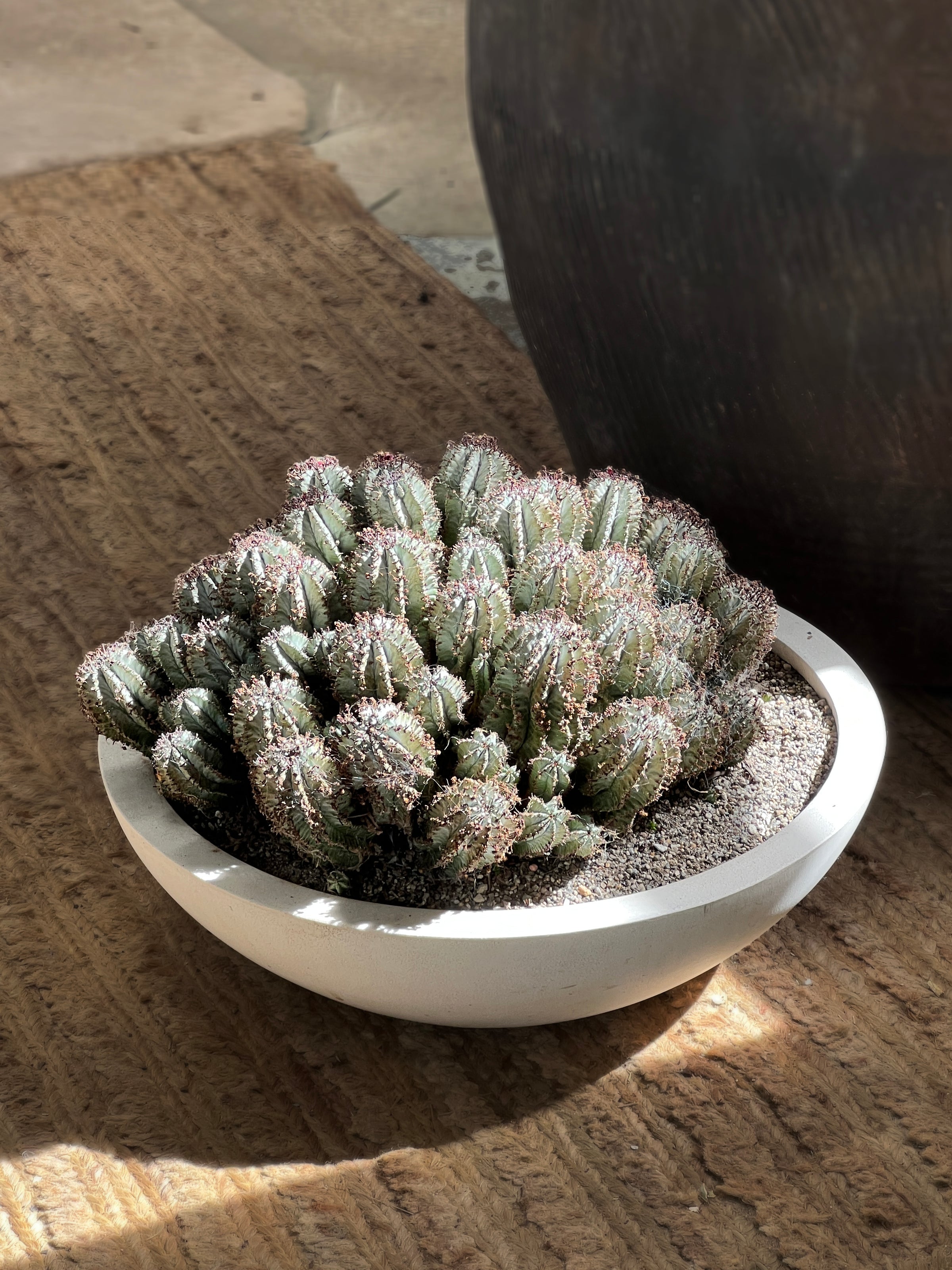 Euphorbia 'Green Ice' Massive specimen