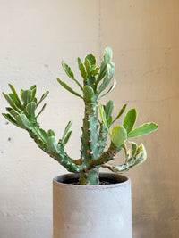 Euphorbia neriifolia variegated