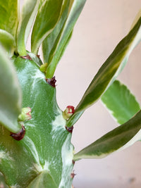 Euphorbia neriifolia variegated