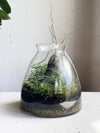Fairy juncus terrarium