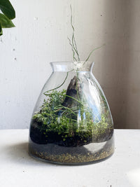 Fairy juncus terrarium