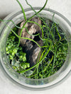 Fairy juncus terrarium