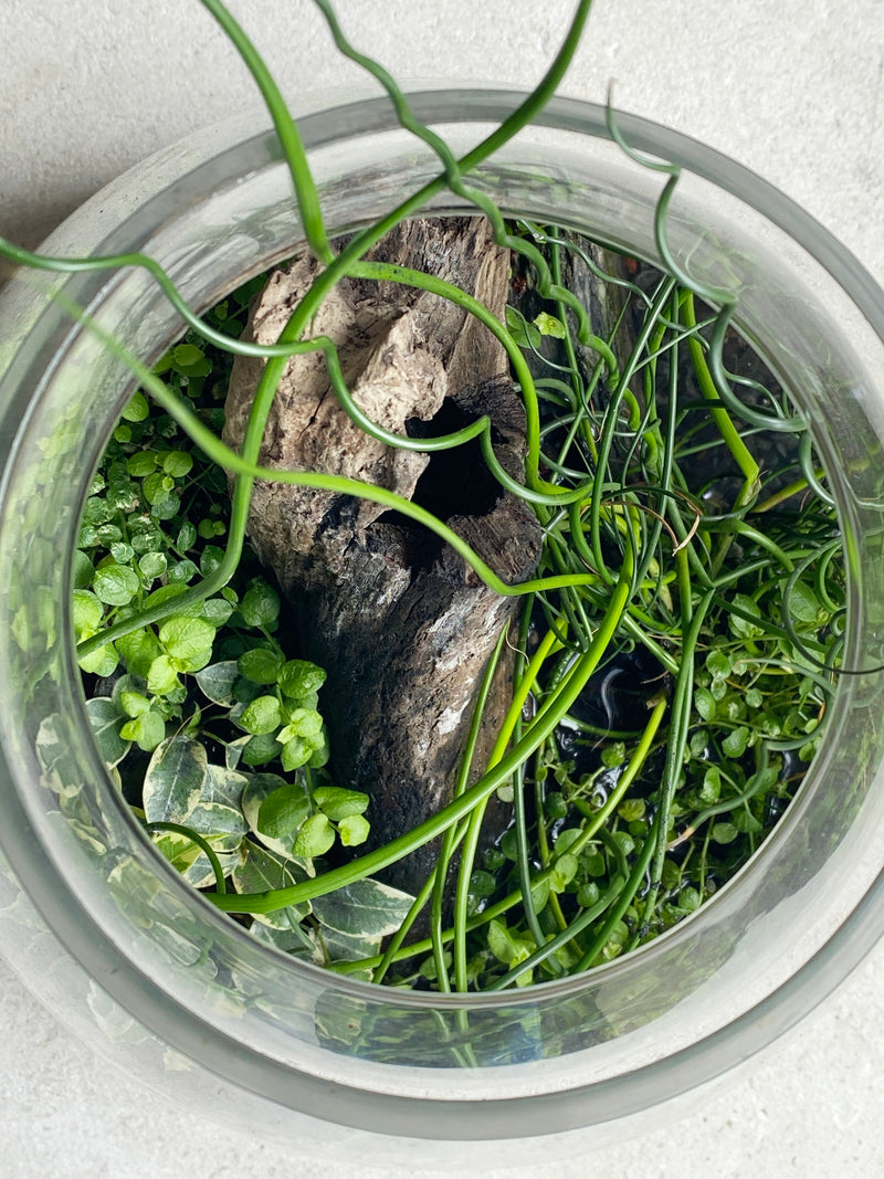 Fairy juncus terrarium