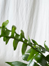 Selenicereus chrysocardium - Fern Leaf Cactus