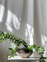 Selenicereus chrysocardium - Fern Leaf Cactus