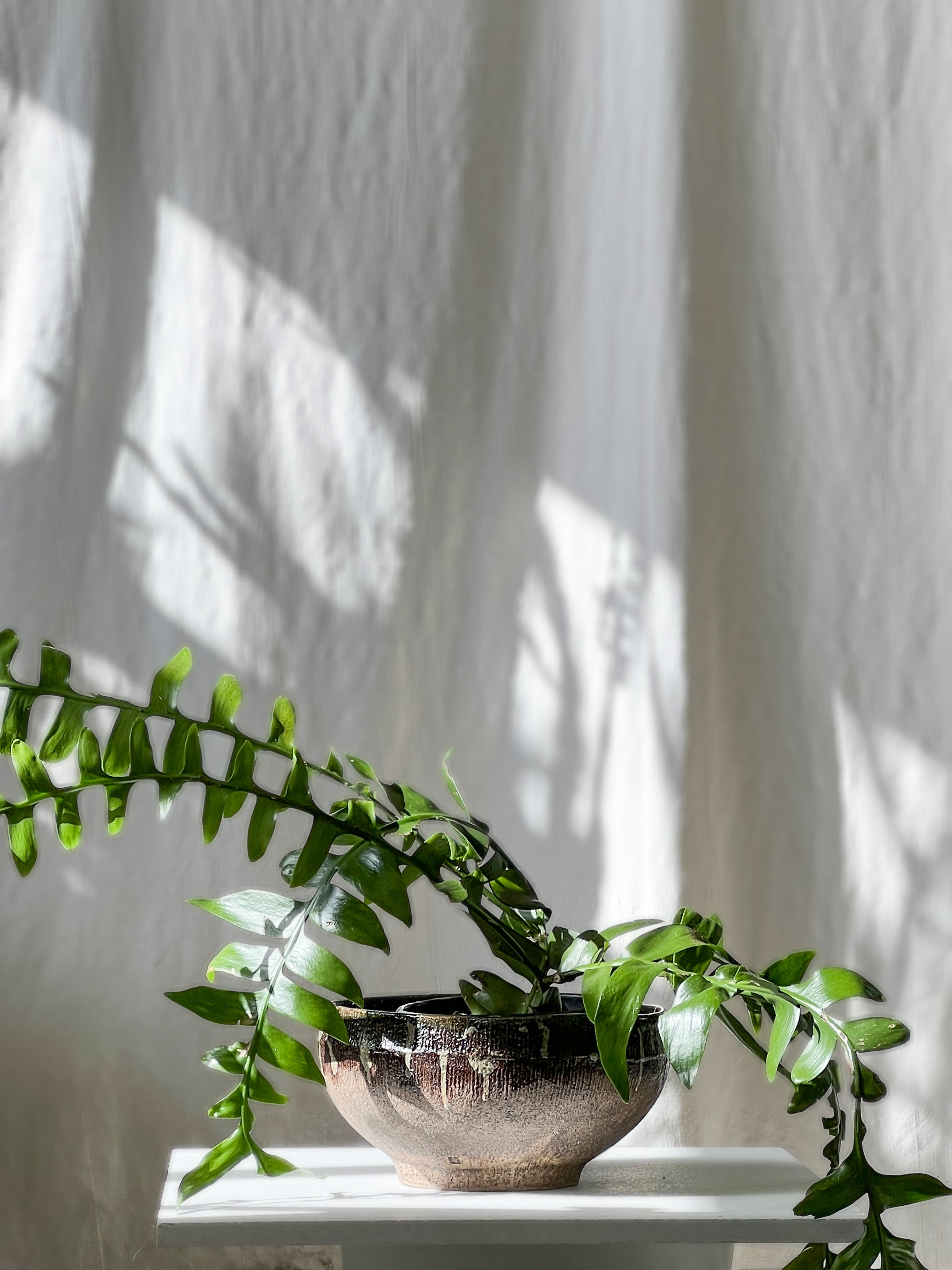 Selenicereus chrysocardium - Fern Leaf Cactus
