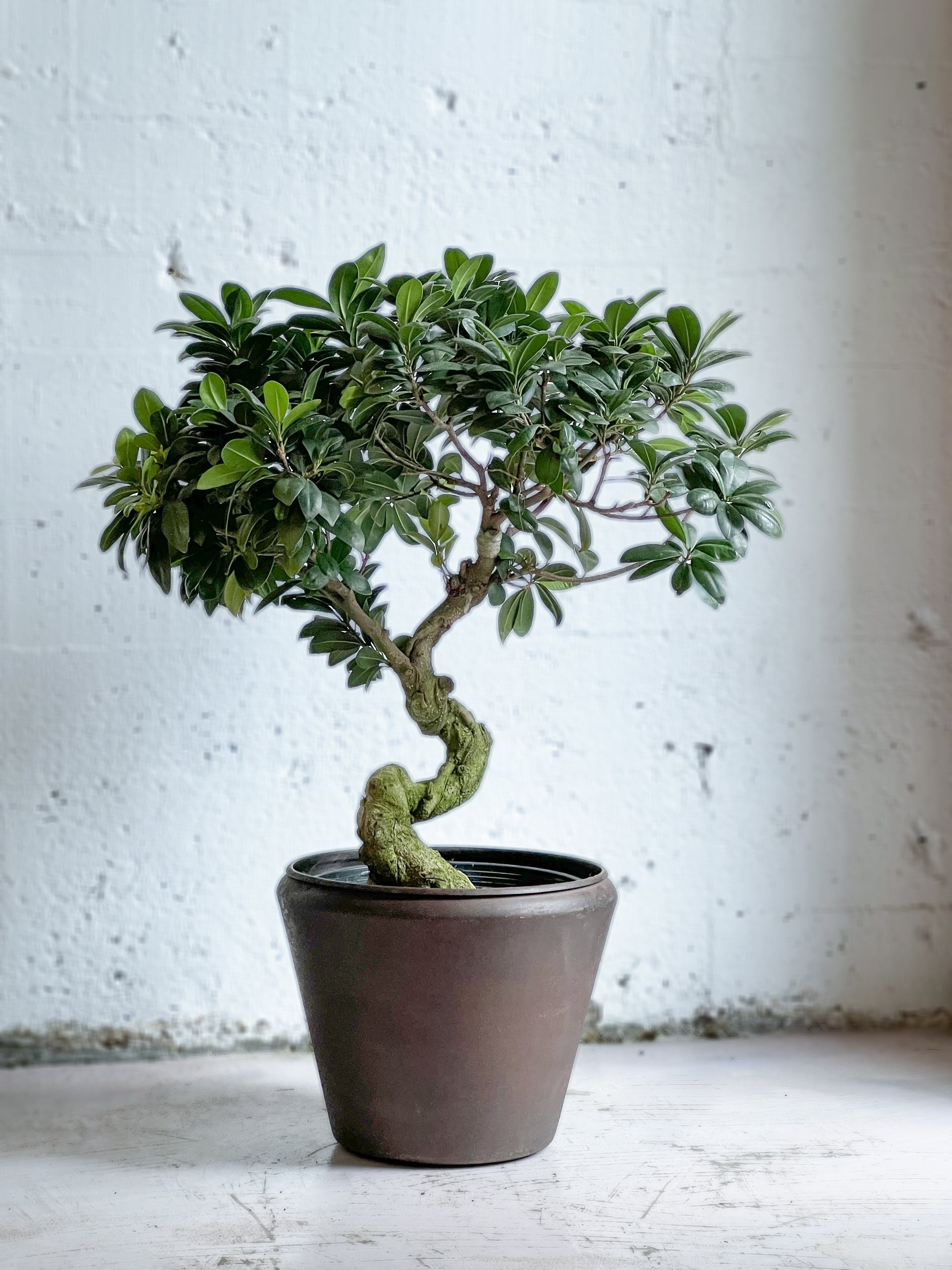 Ficus Macrocarpa bonsai