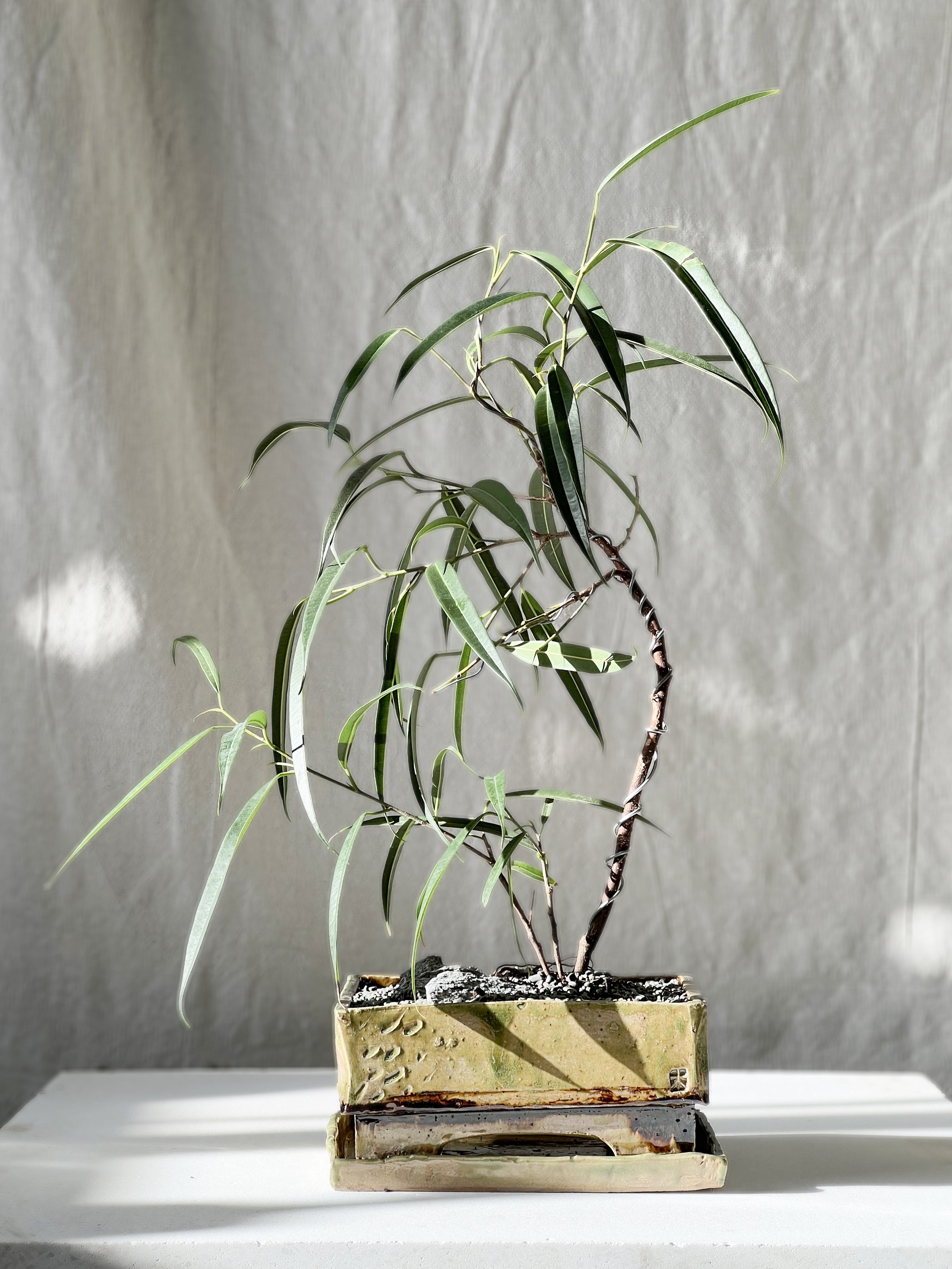 Ficus in footed bonsai planter