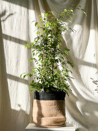 Ficus benjamina