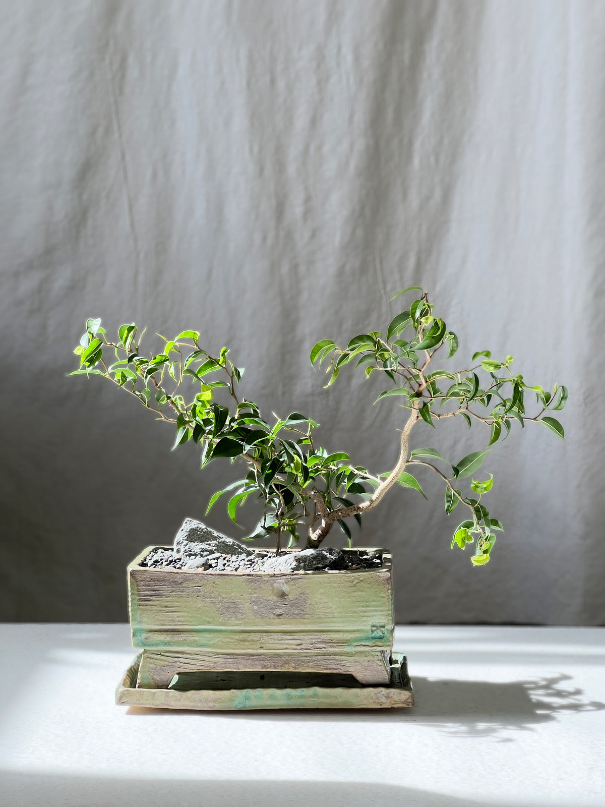 Ficus in Footed planter